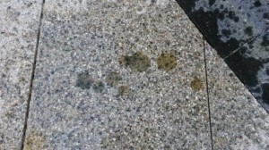 Bird Dropping Stains in Granite